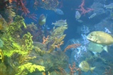 Aquarium Barcelona